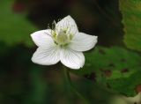 Parnassia palustris. Цветок. Архангельская обл., Устьянский р-н, окр. дер. Акичкин Починок, заросшая сырая дорога в смешанном лесу (с преобладанием ели, берёзы и сосны). 15.08.2006.