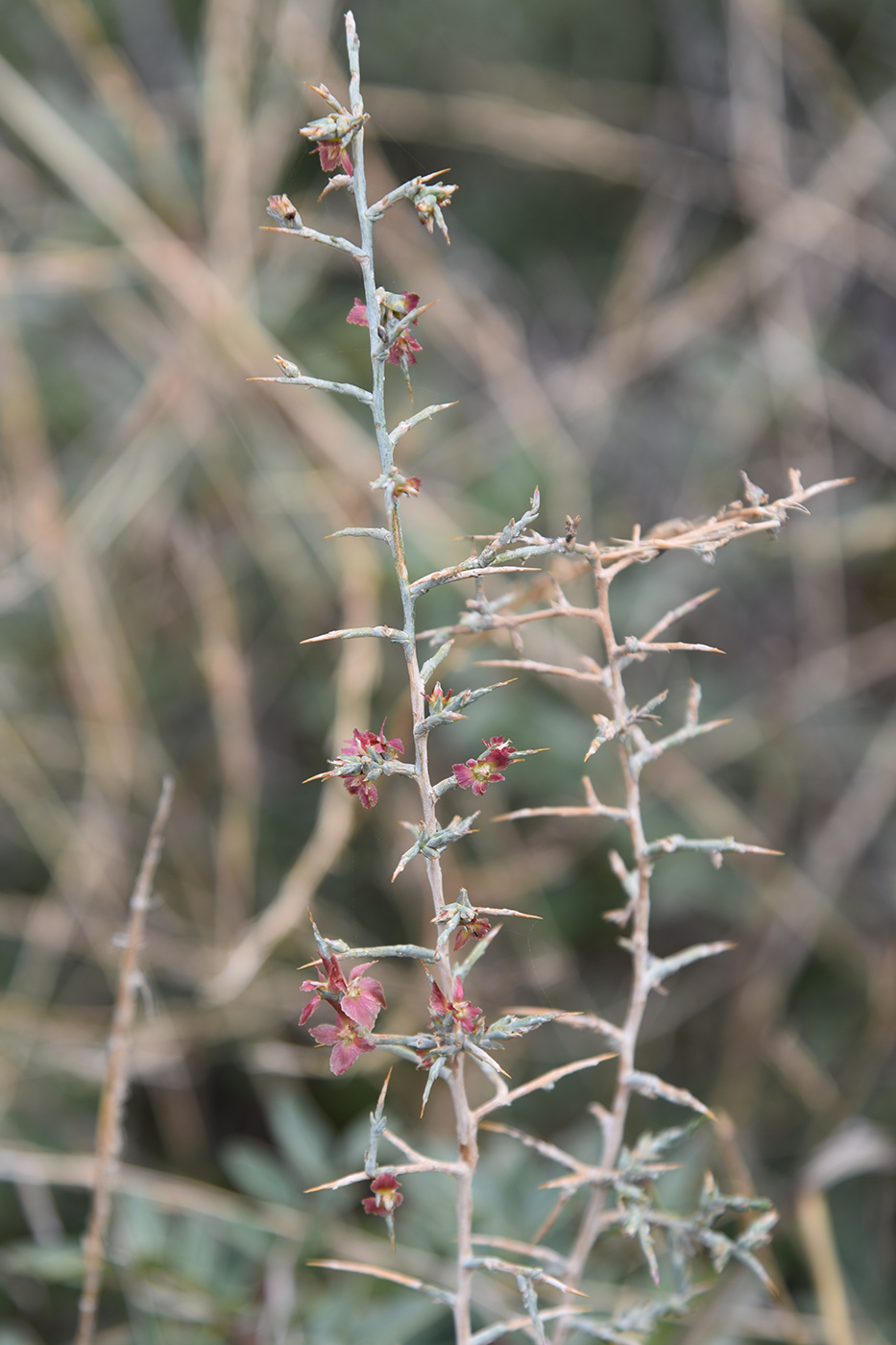 Image of Noaea mucronata specimen.