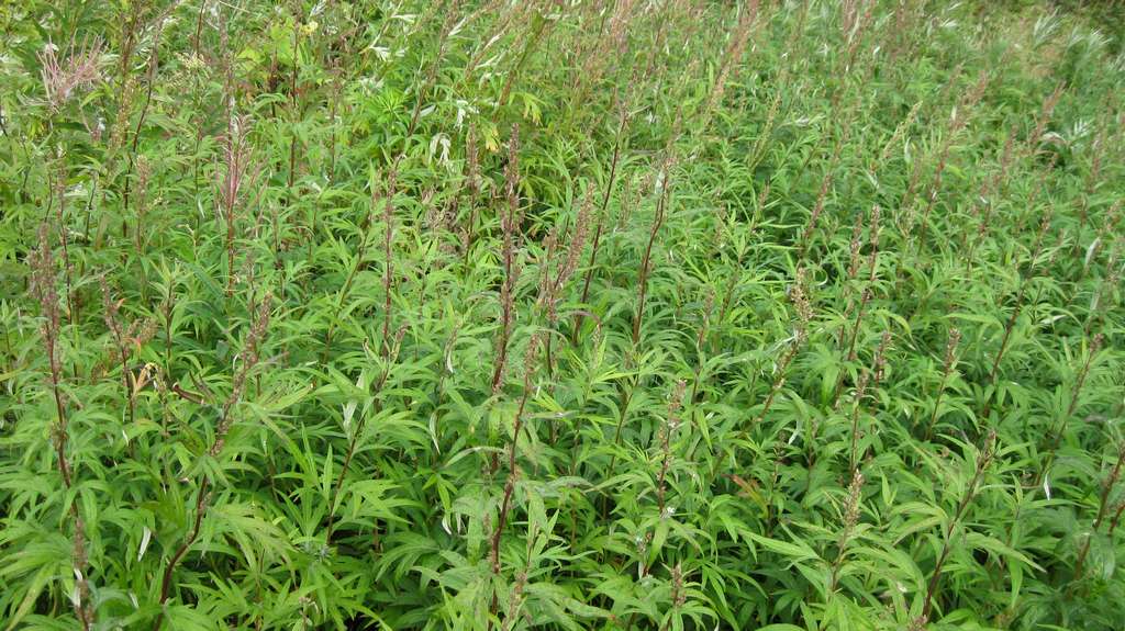 Изображение особи Artemisia opulenta.