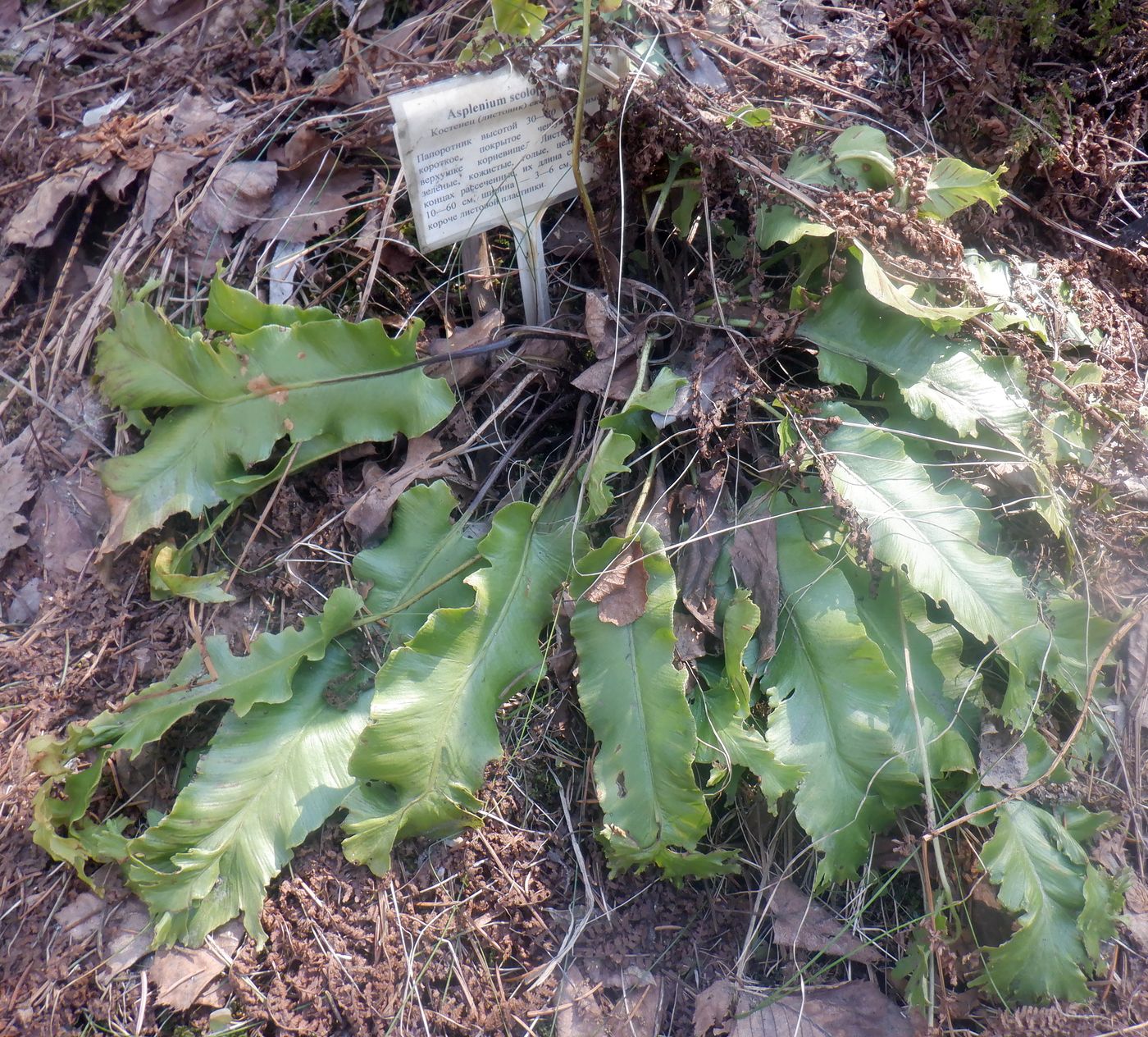 Изображение особи Phyllitis scolopendrium.