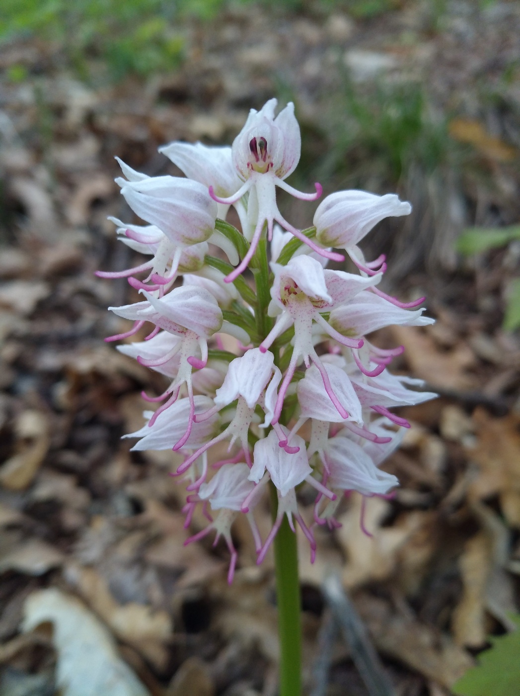 Изображение особи Orchis simia.