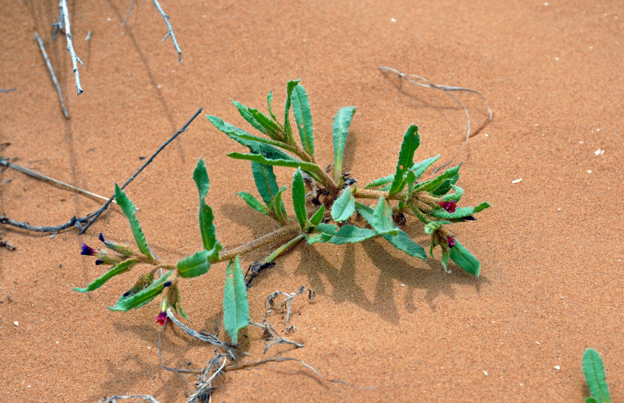 Image of Nonea caspica specimen.