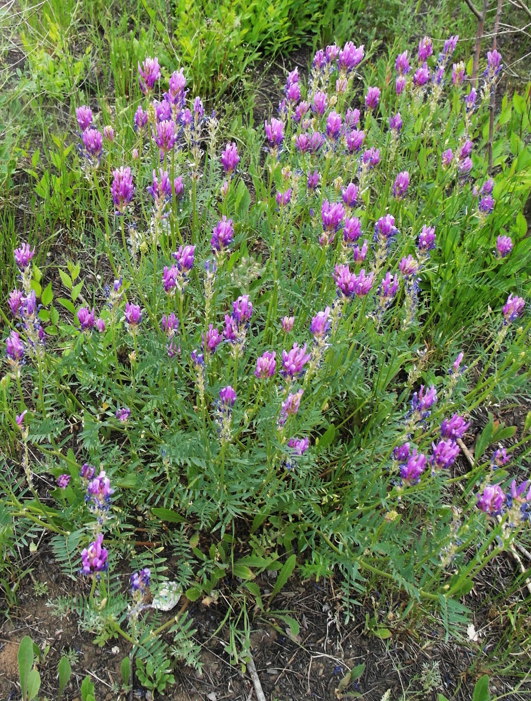 Изображение особи Astragalus onobrychis.