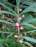 Polygonatum verticillatum