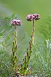 Sempervivum caucasicum. Цветущее растение. Республика Северная Осетия-Алания, Ирафский р-н, Большой Кавказ, Гуларский хребет, правый борт ущелья р. Гулардон, у обочины ведущей на перевал Гуларвцек старой геологической дороги, ≈ 2700 м н.у.м., каменистый склон. 07.07.2021.