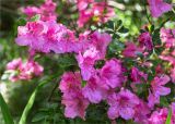 Rhododendron simsii. Цветки. Абхазия, г. Сухум, Сухумский ботанический сад, в культуре. 14.05.2021.
