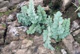 Pellaea calomelanos. Вегетирующее растение. ЮАР, Драконовы горы, Royal Natal National Park, Tugela Gorge, 1700-2100 м н.у.м. 02.01.2008.