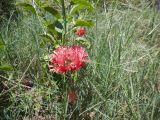 Hibiscus schizopetalus. Часть веточки с цветком и листьями. Мадагаскар, провинция Тулеария, регион Менабе, окр. г. Мурундави, заказник \"Алли Де Баобаб\". 26.11.2019.