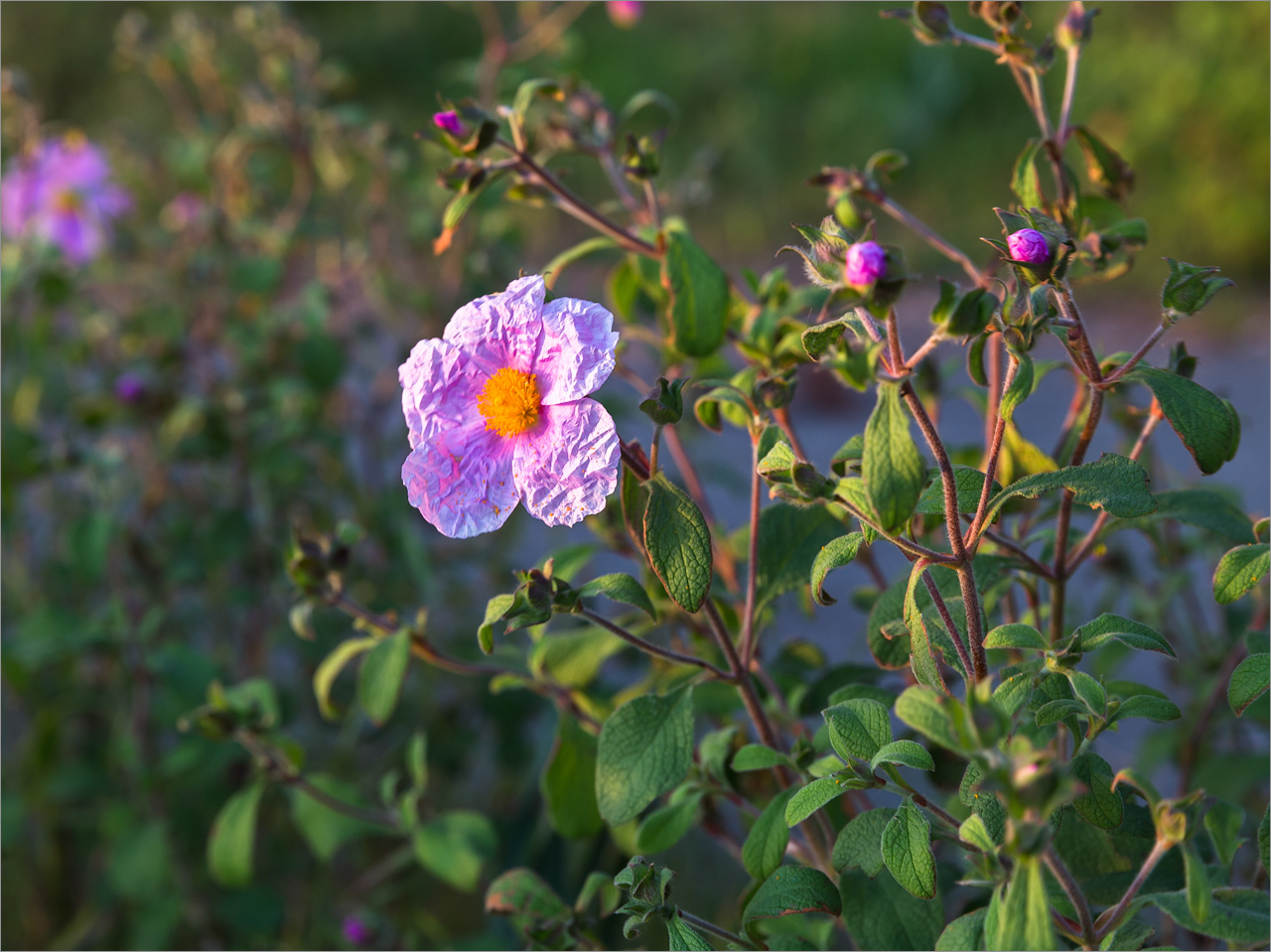 Изображение особи Cistus tauricus.