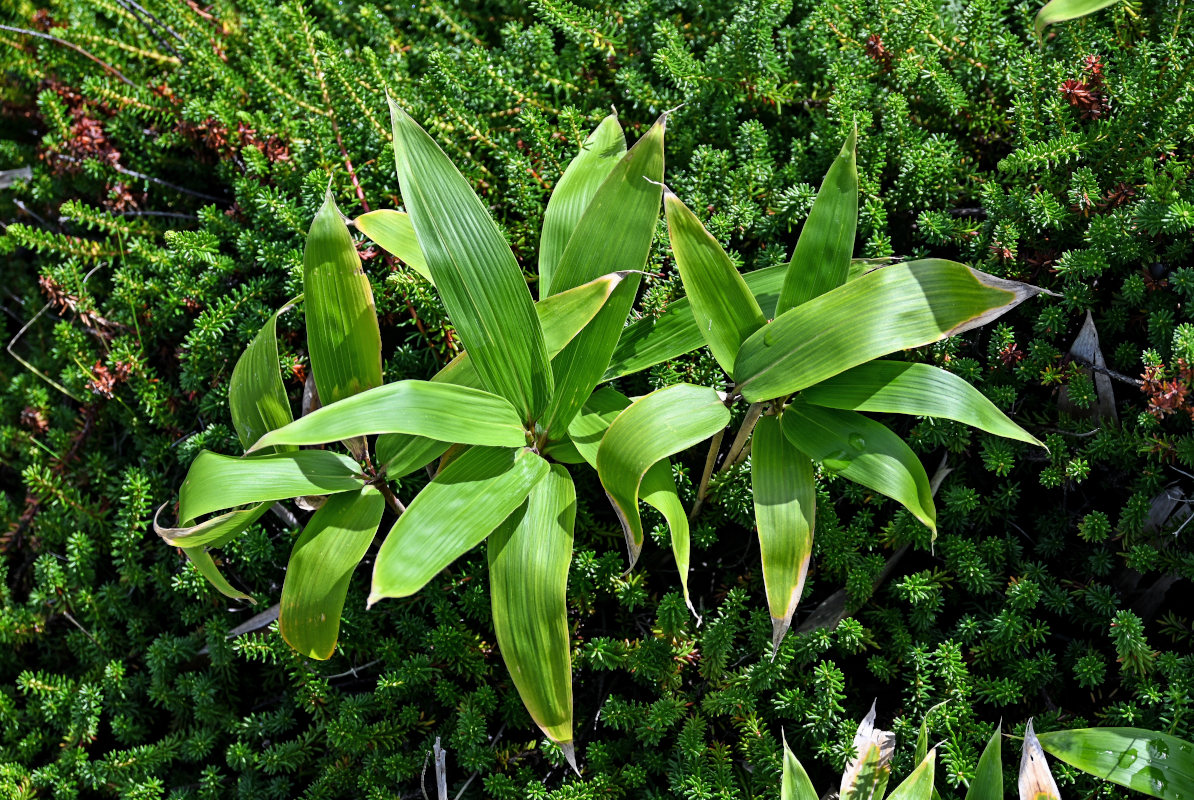 Image of genus Sasa specimen.