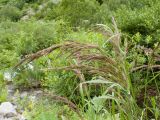 род Calamagrostis. Верхушки побегов с соцветиями. Карачаево-Черкесия, Урупский р-н, Кавказский биосферный заповедник, Имеретинское ущелье, ≈ 1900 м н.у.м., небольшой каменистый островок между двумя рукавами р. Имеретинка (в среднем течении). 26.07.2022.