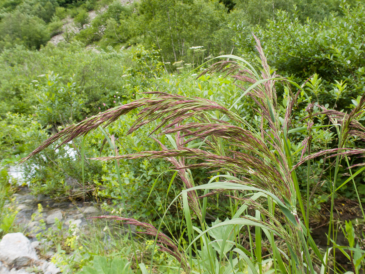 Image of genus Calamagrostis specimen.