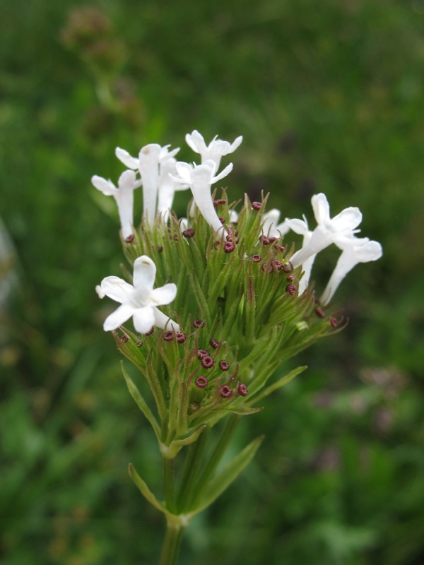 Image of Valeriana alpestris specimen.