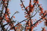 Mayodendron igneum. Ветви с цветками и молодыми листьями. Китай, провинция Юньнань, Шилинь-Ийский автономный округ, национальный парк \"Wangtianshu\". 05.03.2017.