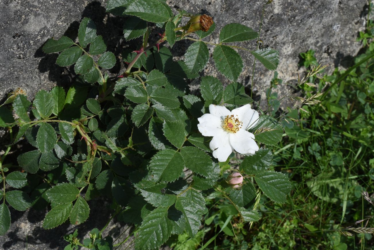 Image of genus Rosa specimen.