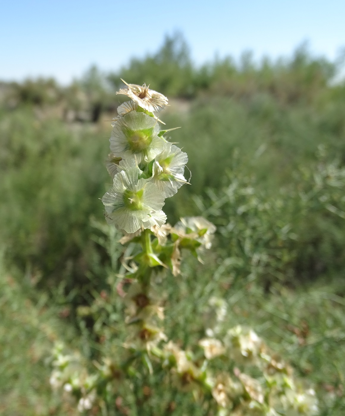 Изображение особи Salsola tragus.