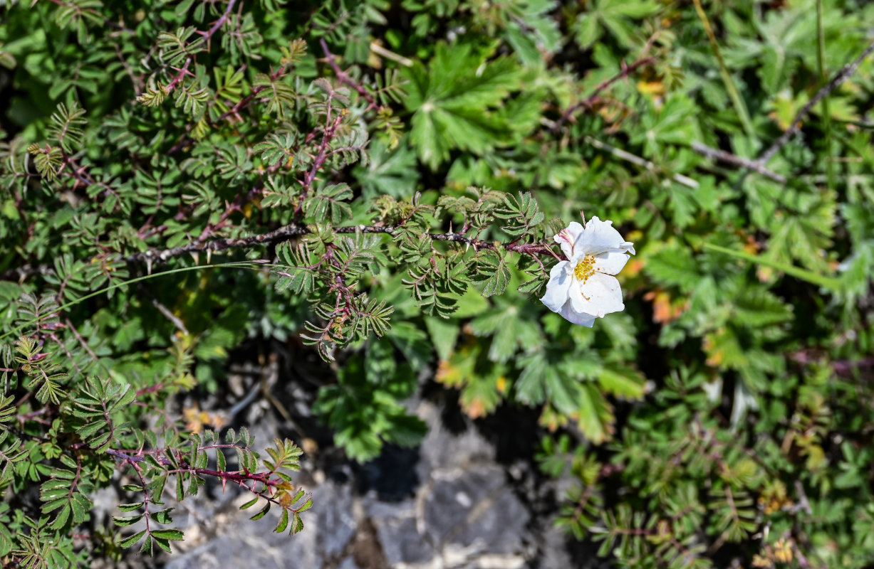 Изображение особи Rosa nanothamnus.