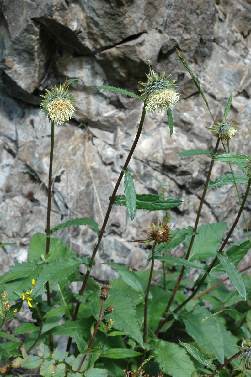 Image of Alfredia acantholepis specimen.