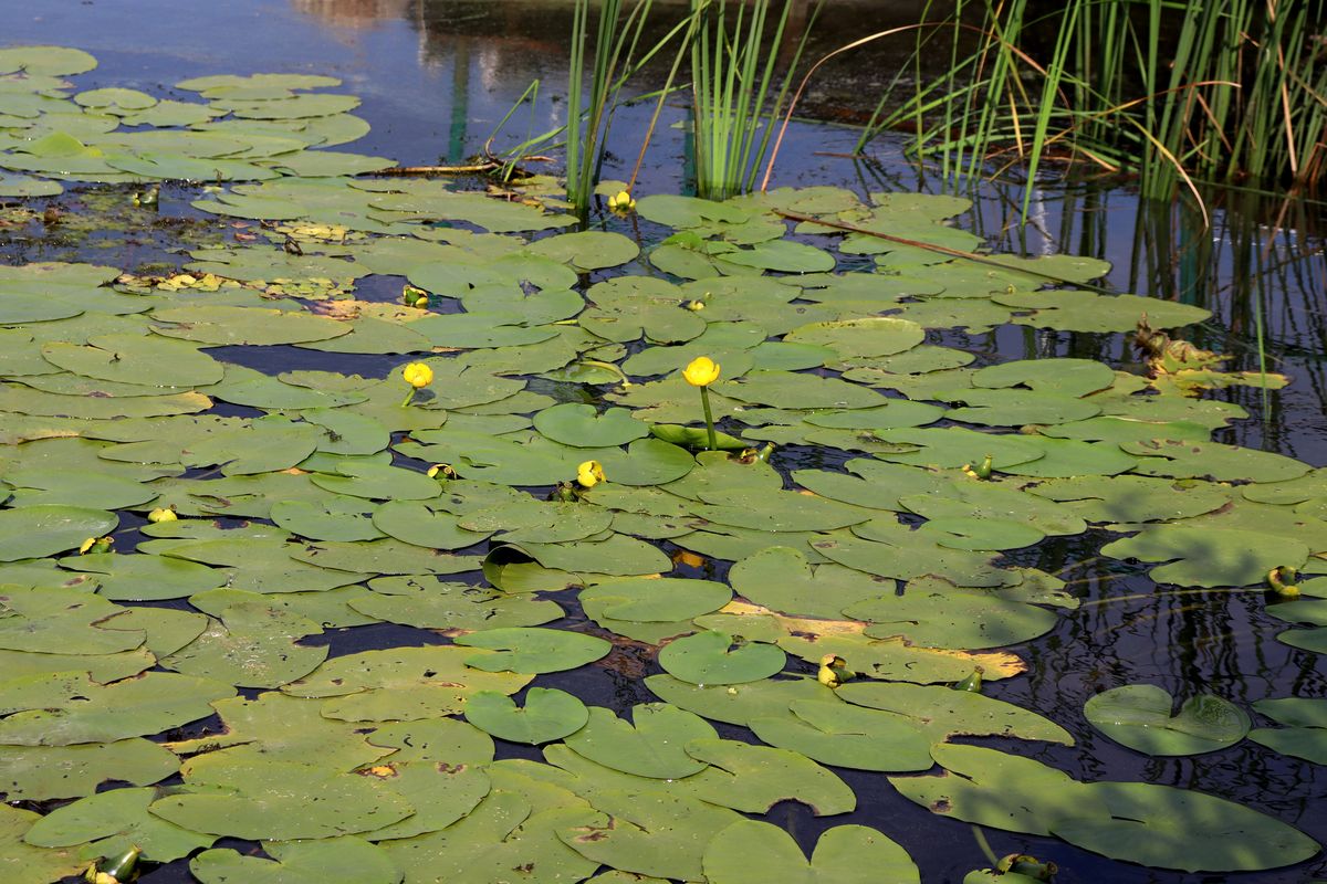 Image of Nuphar lutea specimen.