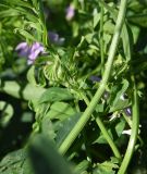 Galega officinalis. Фрагмент стебля и верхушка побега с развивающимися листьями и соцветиями (слева). Республика Адыгея, окраина пос. Каменномостский, ур. Холодное, луг. 29 июля 2022 г.