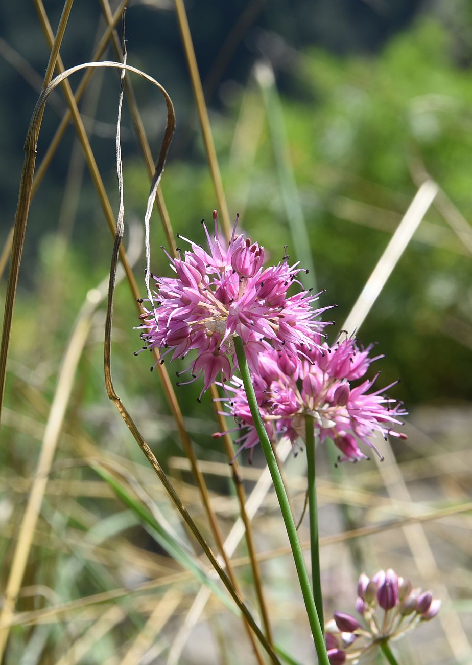 Image of genus Allium specimen.