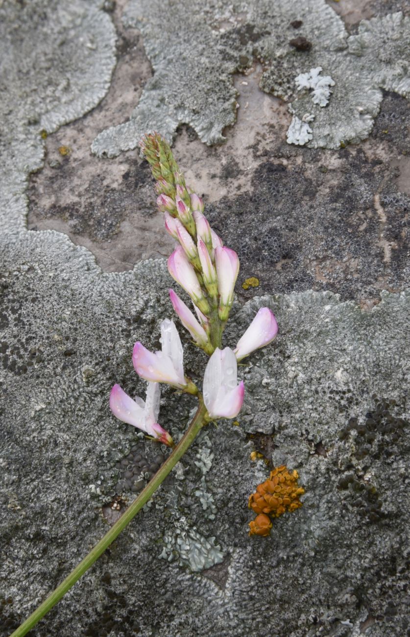 Image of genus Onobrychis specimen.