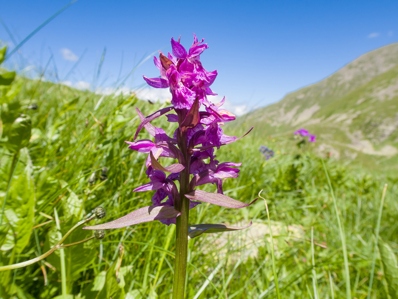 Изображение особи Dactylorhiza euxina.