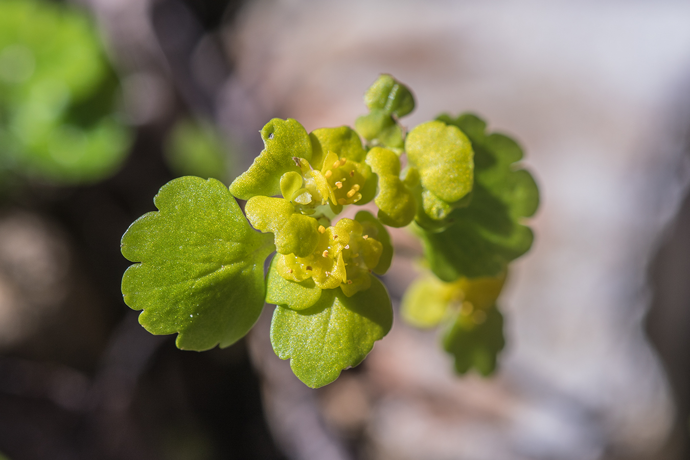 Изображение особи Chrysosplenium alternifolium.