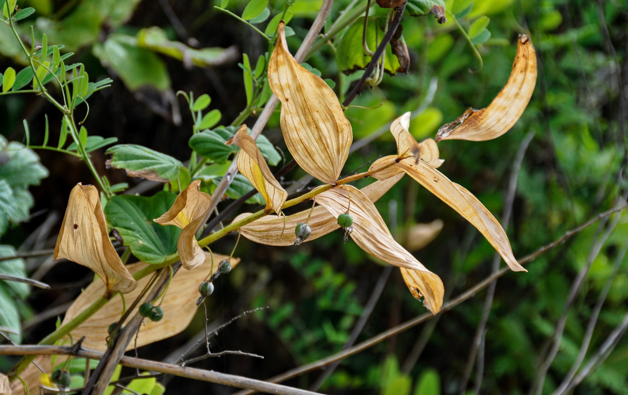 Image of genus Polygonatum specimen.