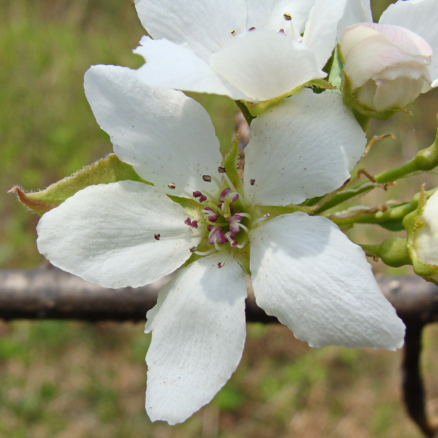 Изображение особи Pyrus ussuriensis.