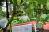 Capsicum annuum