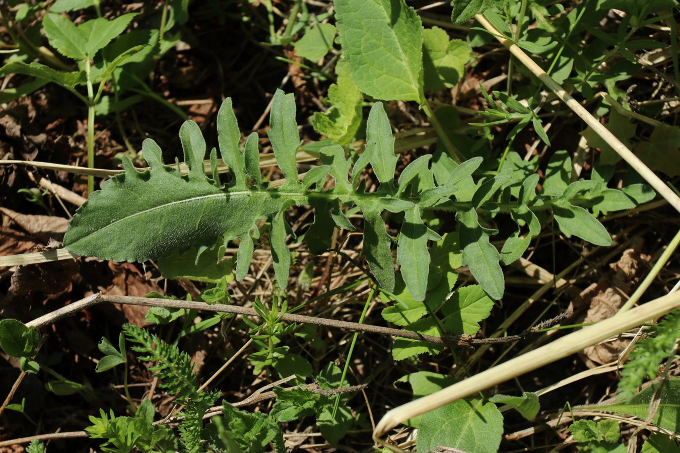 Image of Centaurea scabiosa specimen.