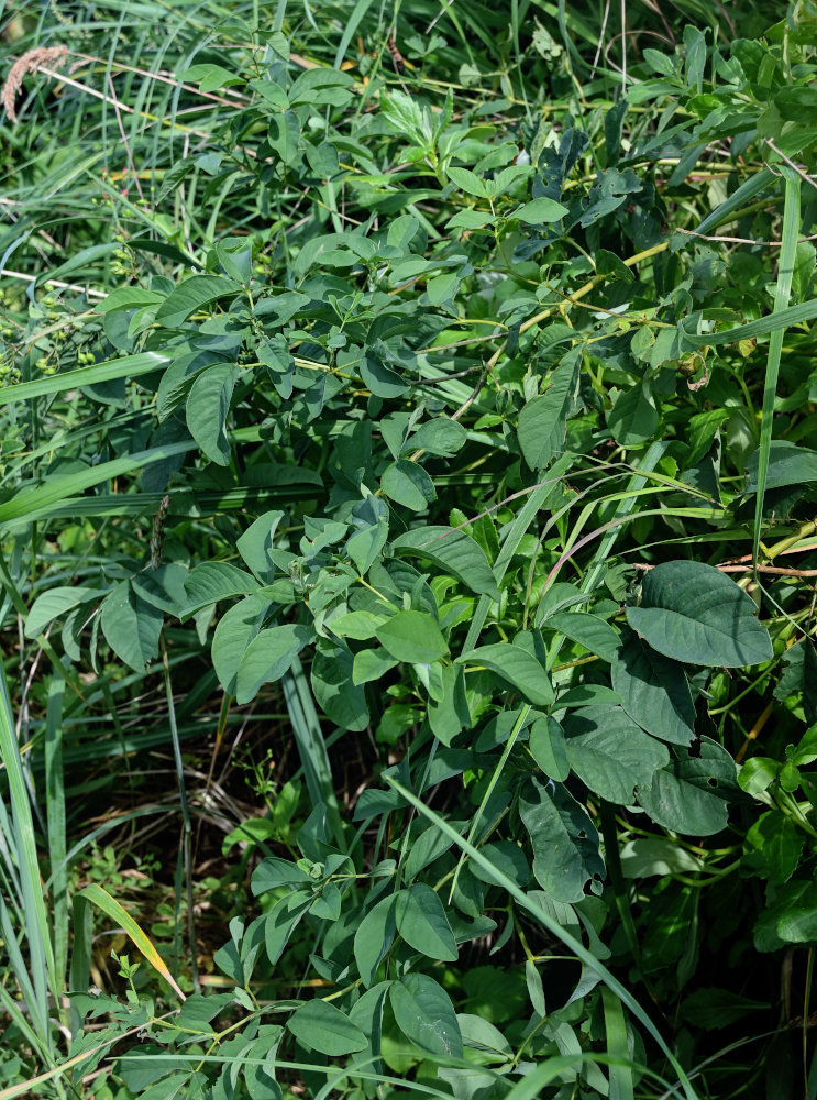 Image of Thermopsis lupinoides specimen.