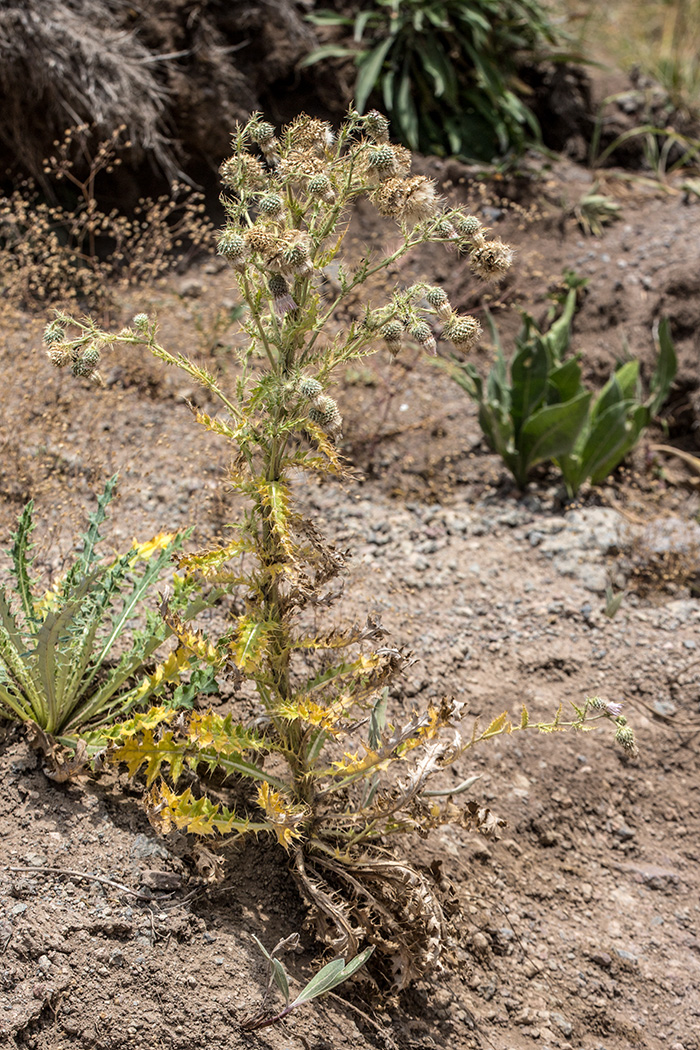 Image of Cirsium echinus specimen.