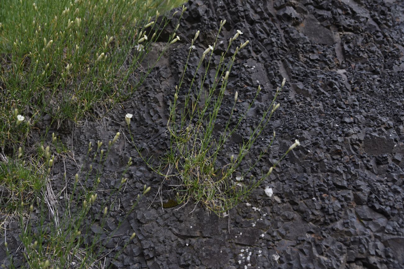 Image of Silene linearifolia specimen.