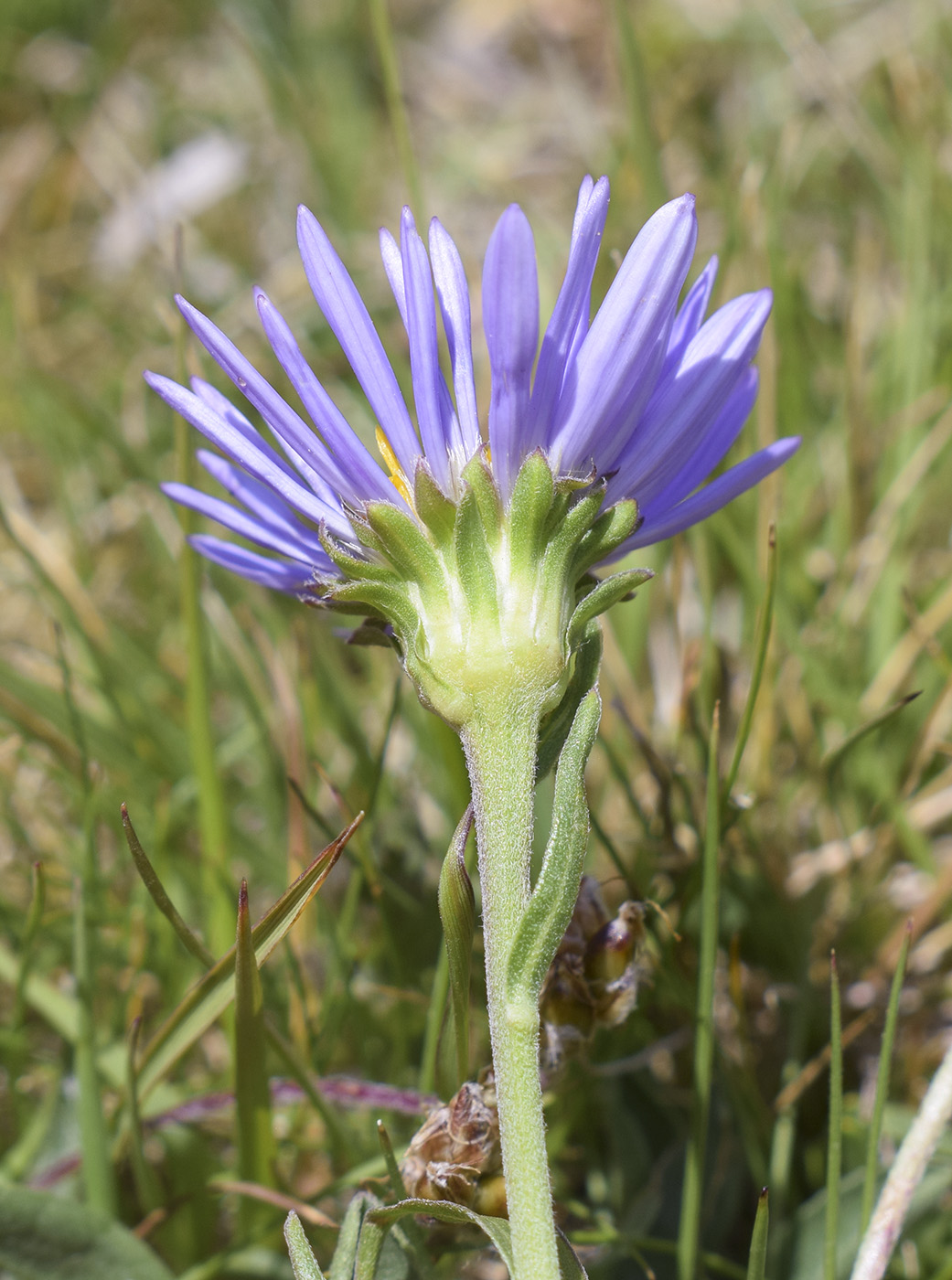 Изображение особи Aster alpinus.