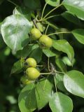 genus Pyrus. Верхушка веточки с незрелыми плодами. Новгородская обл., Новгородский р-н, дер. Юрьево, у обочины дороги рядом со служебным въездом в музей «Витославлицы». 24.07.2023.