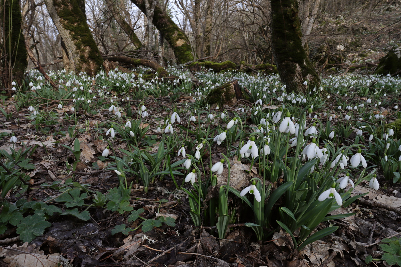 Image of Galanthus plicatus specimen.