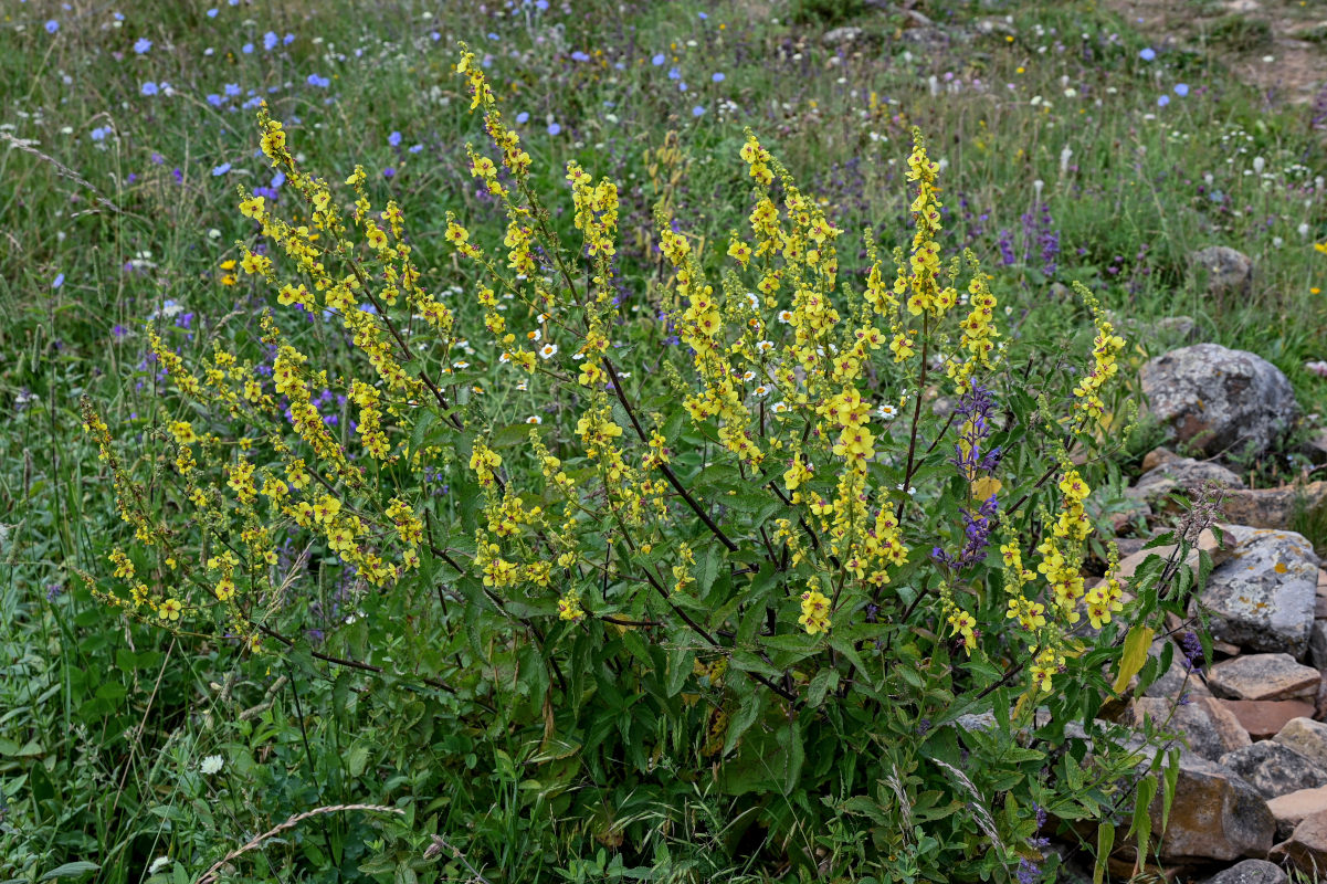 Image of Verbascum marschallianum specimen.