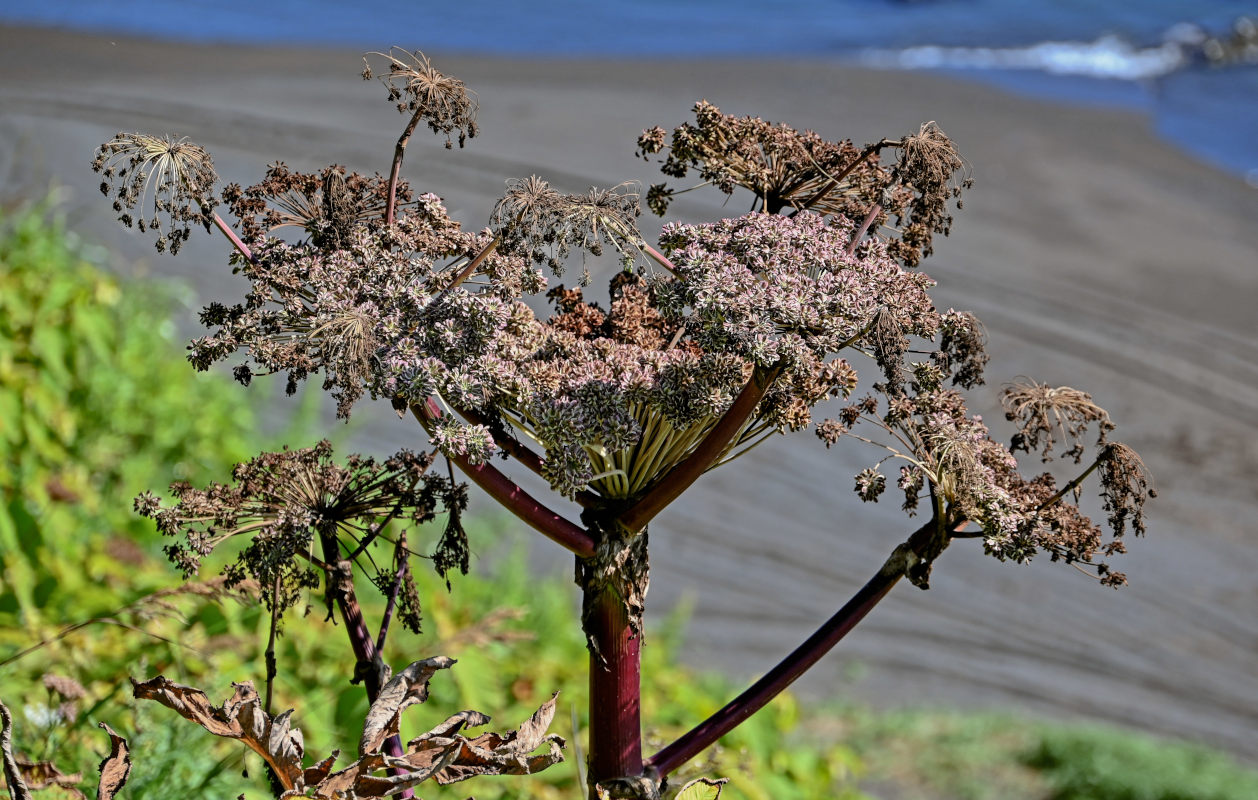 Image of Angelica ursina specimen.