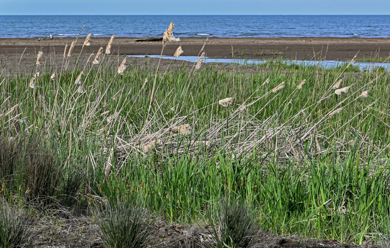 Изображение особи Typha angustifolia.