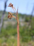 Image of taxon representative. Author is Марина Ворошилова