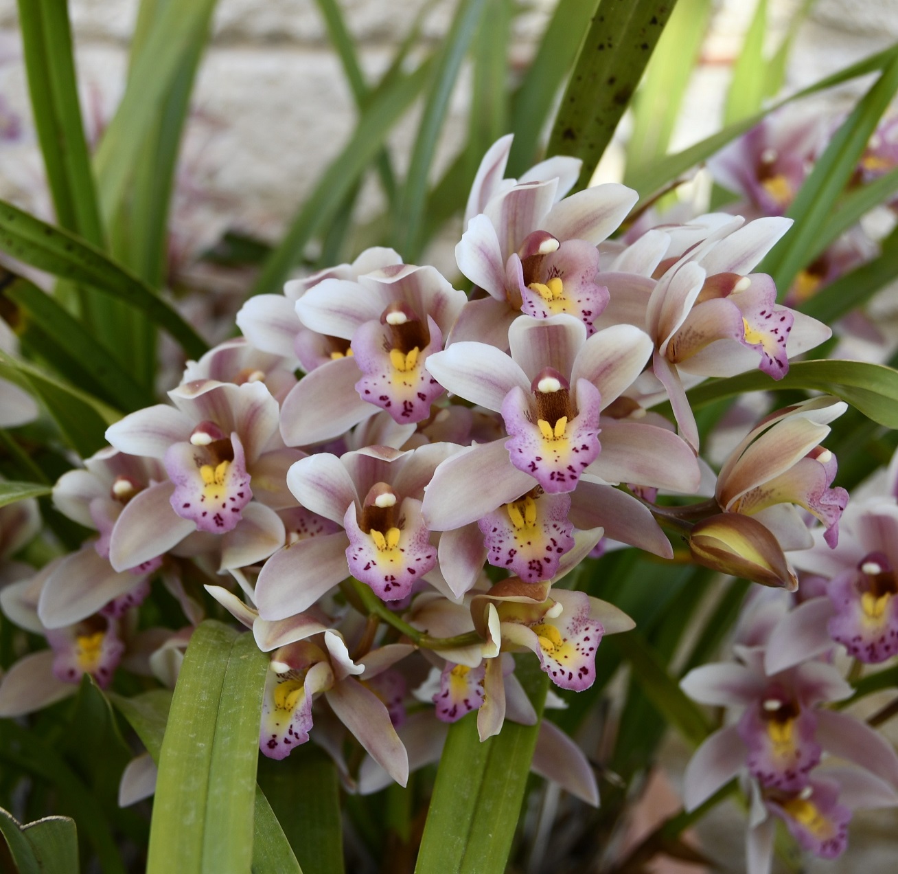 Изображение особи род Cymbidium.