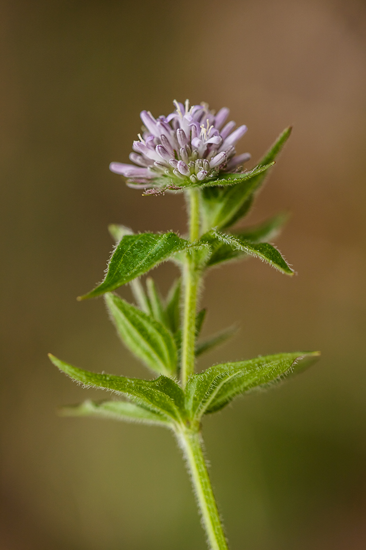 Image of Asperula caucasica specimen.