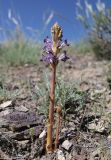 Orobanche amoena. Цветущее растение и растение в бутонах (паразитируют на Artemisia sp.). Казахстан, Жетысуская обл., нац. парк \"Алтын-Эмель\", ур. Тайгак, щебнистый склон. 7 мая 2024 г.