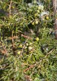 Juniperus communis. Веточки с незрелыми шишкоягодами. ЯНАО, г. Салехард, берег р. Шайтанка (Преображенка), березняк. 10.06.2024.