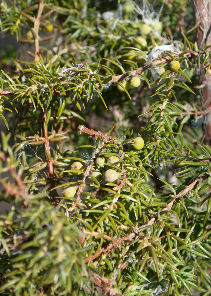 Изображение особи Juniperus communis.