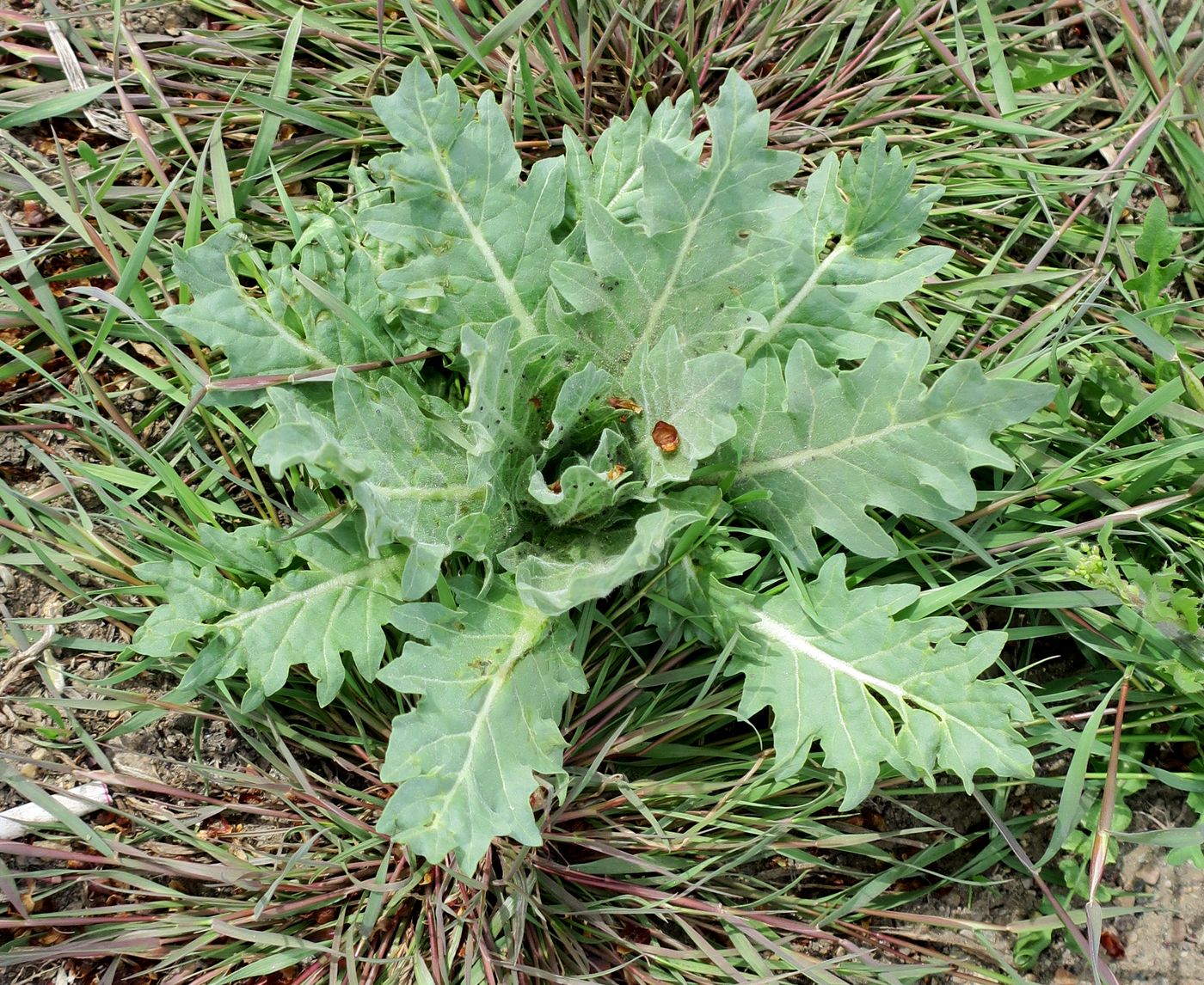 Image of Hyoscyamus niger specimen.