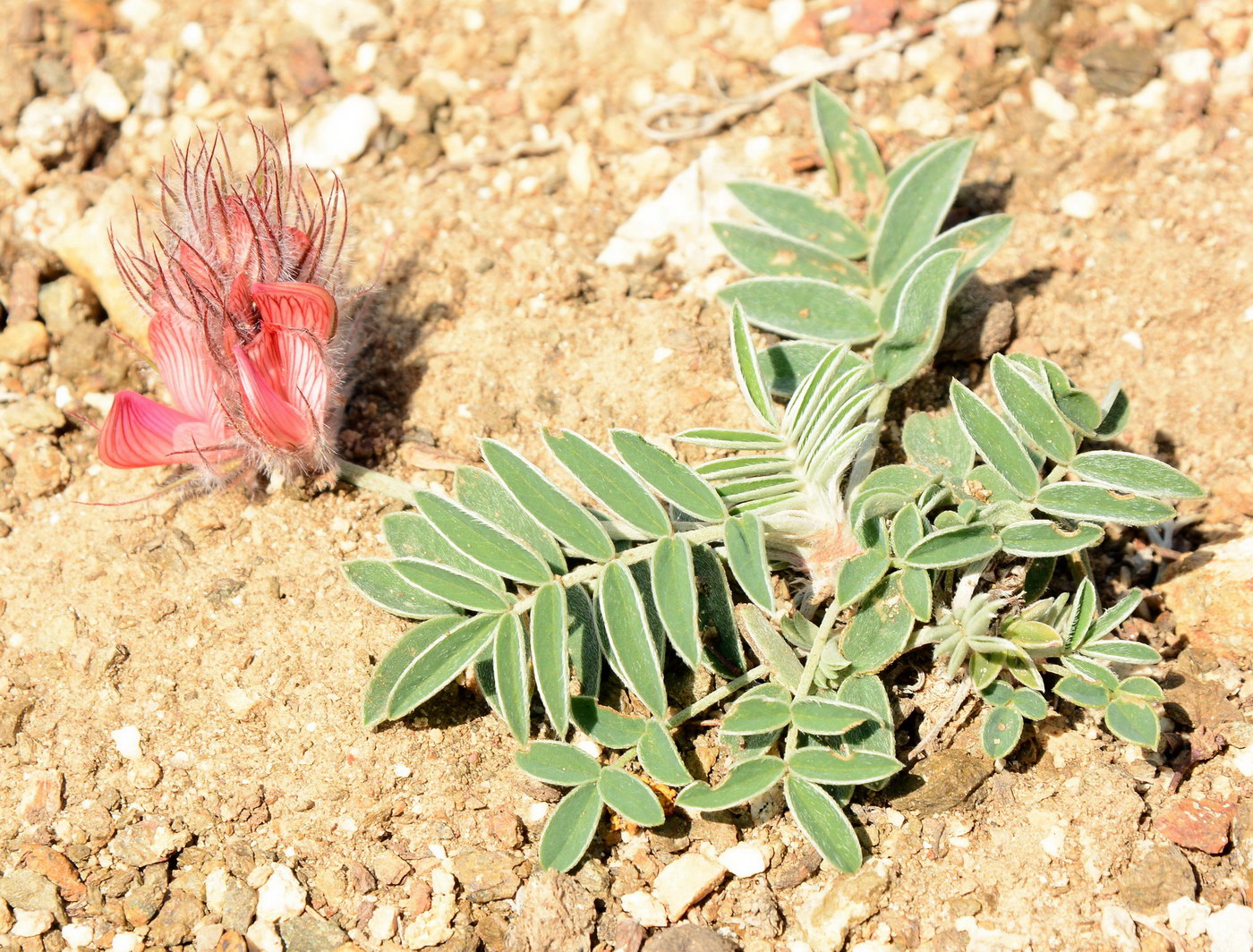 Image of Hedysarum poncinsii specimen.