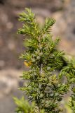 Juniperus hemisphaerica. Верхушка ветви с незрелыми шишкоягодами. Карачаево-Черкесия, Карачаевский р-н, ущ. р. Бадук, каменистый склон. 23.06.2024.